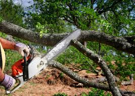 Best Stump Grinding and Removal  in Manchaca, TX