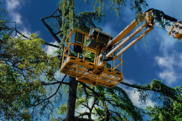  Manchaca, TX Tree Services Pros