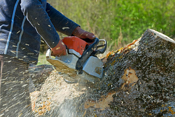 Reliable Manchaca, TX Tree Services Solutions