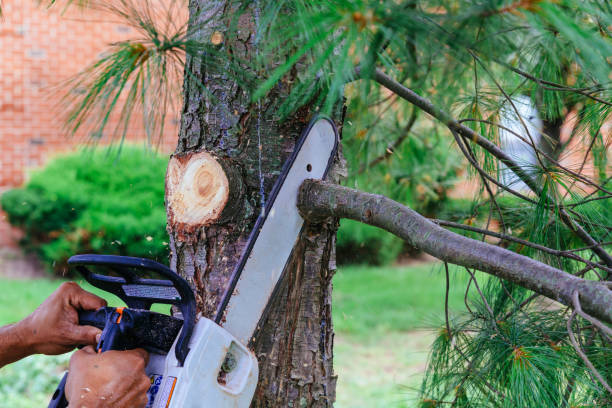 Best Pest Control for Lawns  in Manchaca, TX